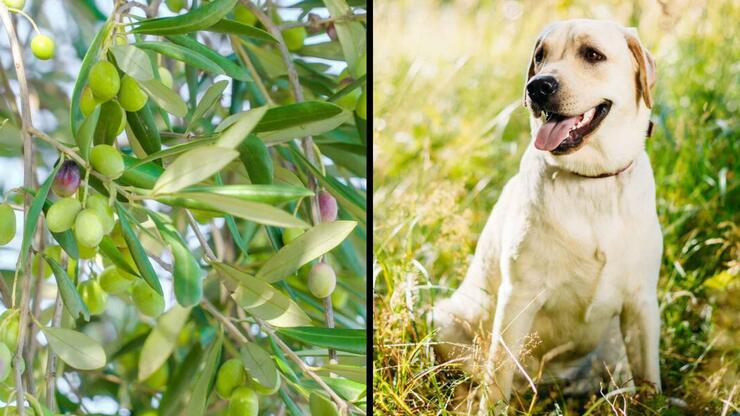 İtalya’da zeytin ağaçlarını ölümcül hastalıktan köpekler kurtaracak