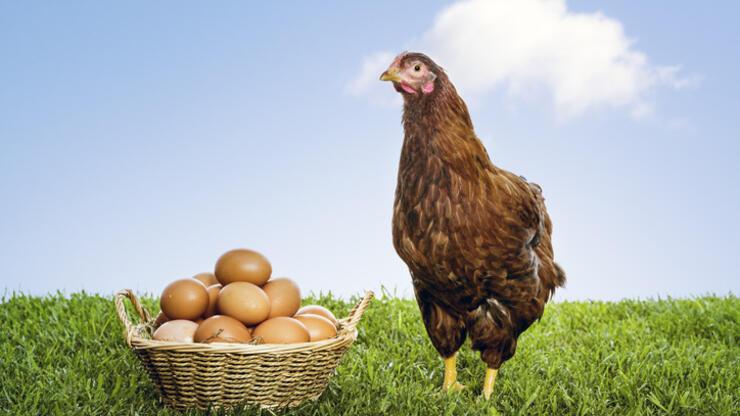 Rüyada Rüyada Tavuk Yumurtası Görmek Ne Anlama Gelir? Rüyada Tavuk
