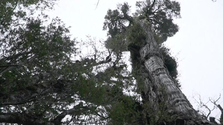 Şili’deki 5 bin yıllık ağaç kendini koruyor